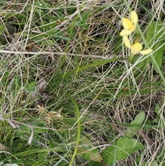 Diuris monticola at Cotter River, ACT - 14 Dec 2024