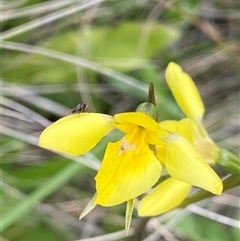 Diuris monticola at Cotter River, ACT - suppressed