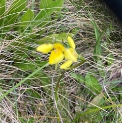 Diuris monticola at Cotter River, ACT - suppressed