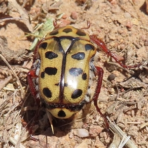 Neorrhina punctata at Strathnairn, ACT - 18 Dec 2024