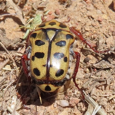 Neorrhina punctata at Strathnairn, ACT - 18 Dec 2024 by RobParnell