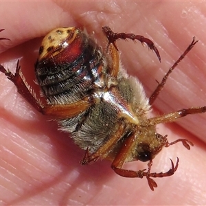 Neorrhina punctata at Strathnairn, ACT - 18 Dec 2024