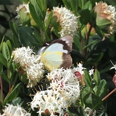 Appias paulina (Yellow Albatross) at Cotter River, ACT - 14 Dec 2024 by RAllen