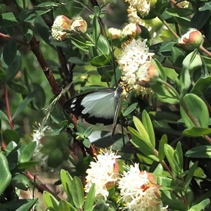 Appias paulina at Cotter River, ACT - 14 Dec 2024 02:14 PM