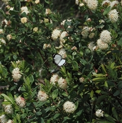 Appias paulina at Cotter River, ACT - 14 Dec 2024 02:14 PM