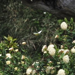 Appias paulina at Cotter River, ACT - 14 Dec 2024 02:14 PM