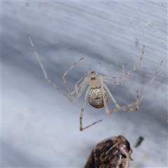 Cryptachaea gigantipes (White porch spider) at Turner, ACT - 6 Dec 2024 by ConBoekel