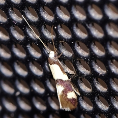 Unidentified Moth (Lepidoptera) at Turner, ACT - 2 Dec 2024 by ConBoekel