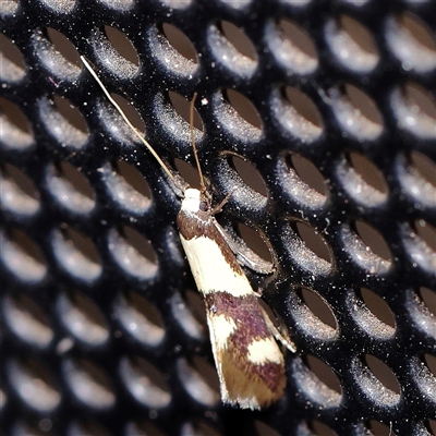 Opogona comptella (A fungus moth) at Turner, ACT - 2 Dec 2024 by ConBoekel