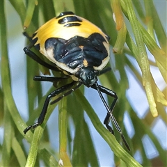 Unidentified Shield, Stink or Jewel Bug (Pentatomoidea) at O'Connor, ACT - 18 Dec 2024 by ConBoekel