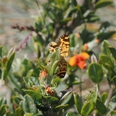 Chrysolarentia stereozona at suppressed - suppressed