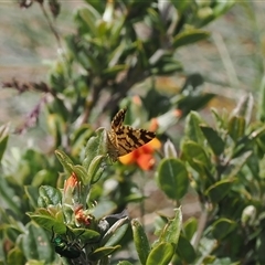 Chrysolarentia stereozona at suppressed - suppressed