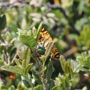 Chrysolarentia stereozona at suppressed - suppressed