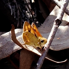 Ocybadistes walkeri (Green Grass-dart) at O'Connor, ACT - 19 Dec 2024 by ConBoekel