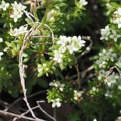 Asperula pusilla (Alpine Woodruff) at Cotter River, ACT - 14 Dec 2024 by RAllen