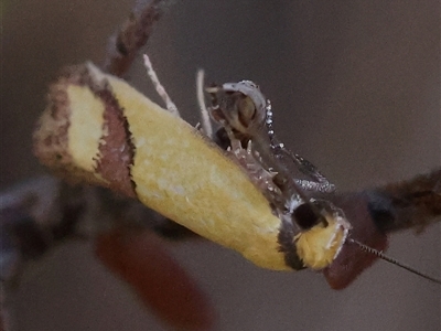 Coeranica eritima (A Concealer moth (Wingia group) at O'Connor, ACT - 19 Dec 2024 by ConBoekel