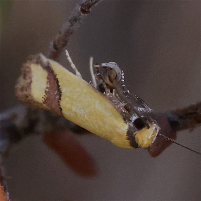 Unidentified Moth (Lepidoptera) at O'Connor, ACT - 18 Dec 2024 by ConBoekel