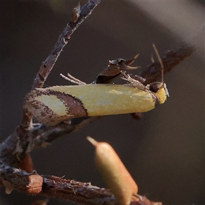 Coeranica eritima at O'Connor, ACT - 19 Dec 2024