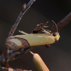 Coeranica eritima at O'Connor, ACT - 19 Dec 2024