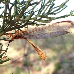 Nymphes myrmeleonoides (Blue eyes lacewing) at Cook, ACT - 20 Dec 2024 by CathB