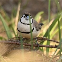 Stizoptera bichenovii (Double-barred Finch) at Dunlop, ACT - 19 Dec 2024 by Thurstan