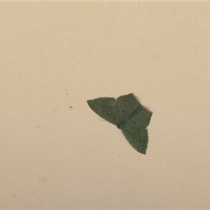 Maxates centrophylla at Culburra Beach, NSW - 20 Dec 2024 11:22 AM