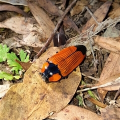 Temognatha thoracica (Jewel beetle) at Springrange, NSW - 20 Dec 2024 by UserYYUcWrIf