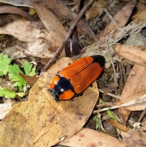 Temognatha thoracica at Springrange, NSW - 20 Dec 2024