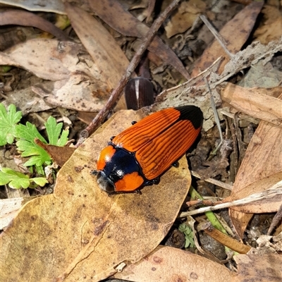 Temognatha thoracica (Jewel beetle) at Springrange, NSW - 19 Dec 2024 by UserYYUcWrIf