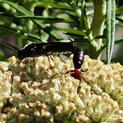 Unidentified Insect at Isaacs, ACT - 19 Dec 2024 by Mike