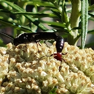 Thynninae (subfamily) at O'Malley, ACT - 20 Dec 2024