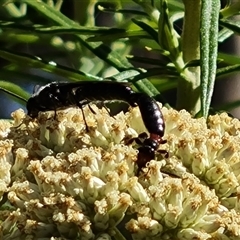 Thynninae (subfamily) at O'Malley, ACT - 20 Dec 2024