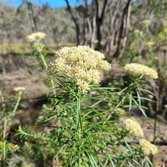 Cassinia longifolia at O'Malley, ACT - 19 Dec 2024 by Mike