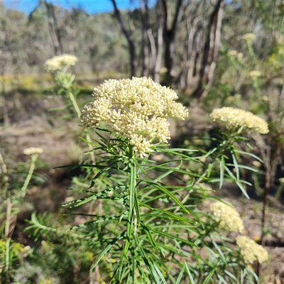 Cassinia longifolia (Shiny Cassinia, Cauliflower Bush) at O'Malley, ACT - 20 Dec 2024 by Mike