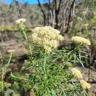 Cassinia longifolia at O'Malley, ACT - 19 Dec 2024 by Mike