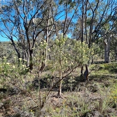 Cassinia longifolia at O'Malley, ACT - 20 Dec 2024 09:15 AM