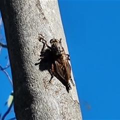 Neoaratus hercules (Herculean Robber Fly) at O'Malley, ACT - 20 Dec 2024 by Mike