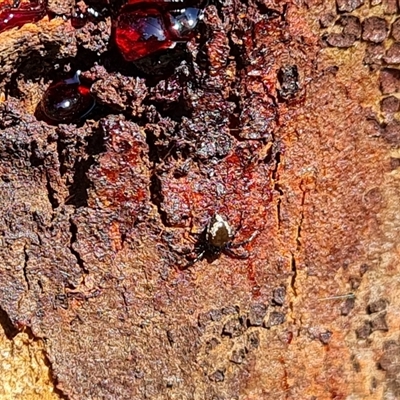 Euryopis sp. (genus) (An ant eating spider) at O'Malley, ACT - 20 Dec 2024 by Mike