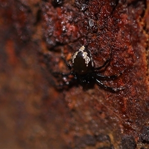 Euryopis sp. (genus) at O'Malley, ACT - 20 Dec 2024