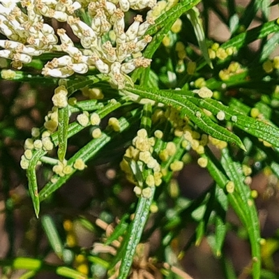 Unidentified Other Plant Gall at O'Malley, ACT - 19 Dec 2024 by Mike