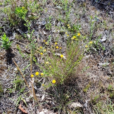 Calotis lappulacea (Yellow Burr Daisy) at O'Malley, ACT - 20 Dec 2024 by Mike