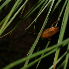 Blattodea (order) (Unidentified cockroach) at Freshwater Creek, VIC - 19 Dec 2024 by WendyEM