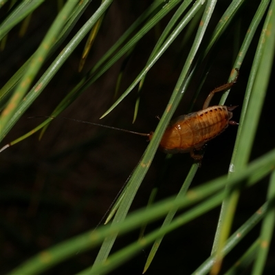 Blattodea (order) (Unidentified cockroach) at Freshwater Creek, VIC - 19 Dec 2024 by WendyEM