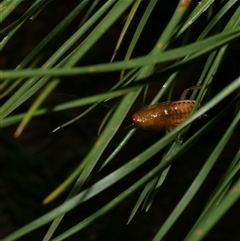 Blattodea (order) at Freshwater Creek, VIC - 19 Dec 2024 11:24 PM