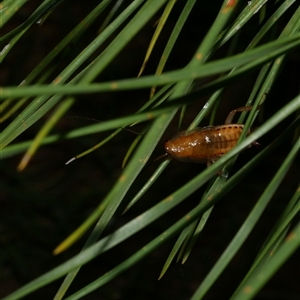 Blattodea (order) at Freshwater Creek, VIC - 19 Dec 2024 11:24 PM