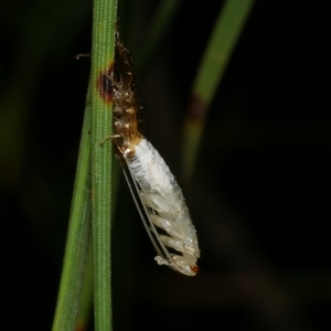 Blattodea (order) at Freshwater Creek, VIC - 20 Dec 2024 12:26 AM