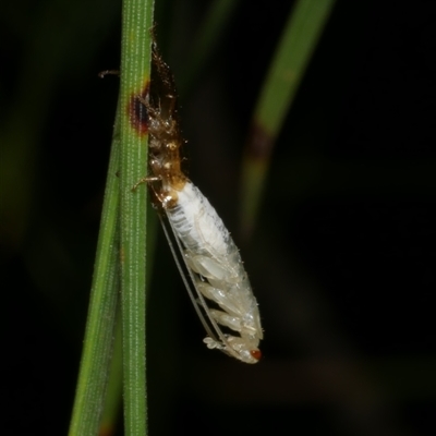 Blattodea (order) (Unidentified cockroach) at Freshwater Creek, VIC - 20 Dec 2024 by WendyEM