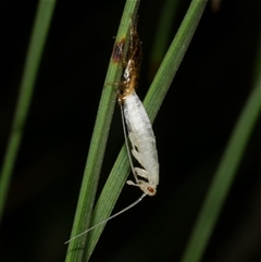 Blattodea (order) at Freshwater Creek, VIC - 20 Dec 2024 12:26 AM