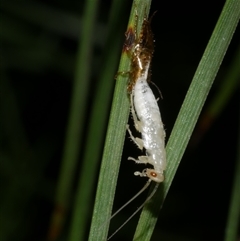 Blattodea (order) at Freshwater Creek, VIC - 20 Dec 2024 12:26 AM