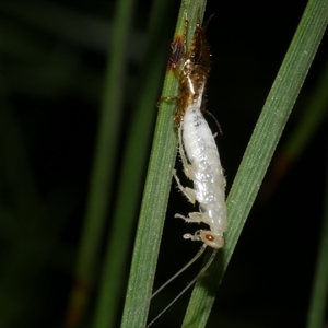 Blattodea (order) at Freshwater Creek, VIC - 20 Dec 2024 12:26 AM